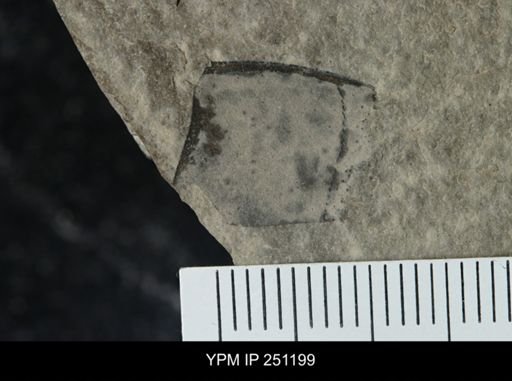 undet. Eurypterida