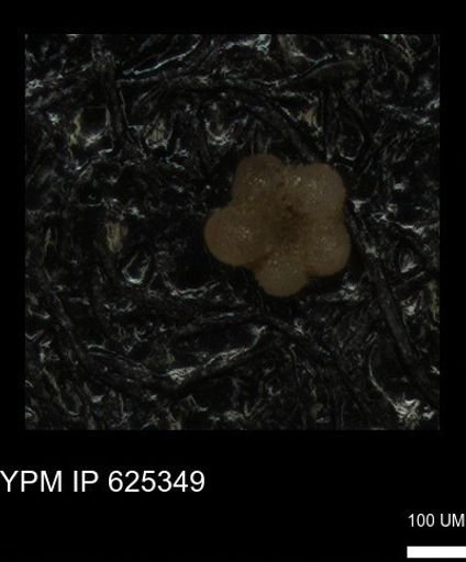 undet. Rugoglobigerinidae