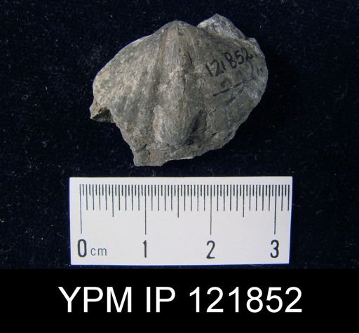 Spirifer fimbriatus