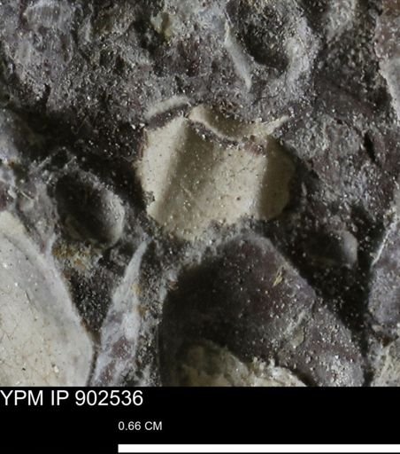 undet. Mollusca