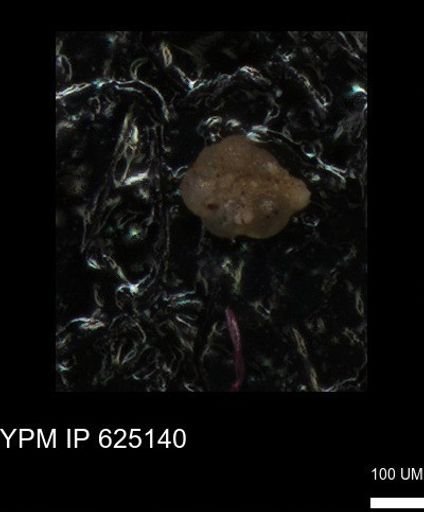 undet. Foraminiferida