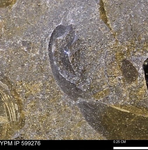 Protocardia subquadrata