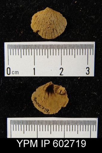 Leptocoelia sp.