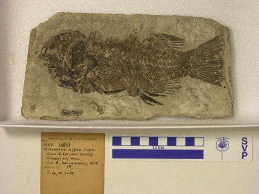 Priscacara cypha