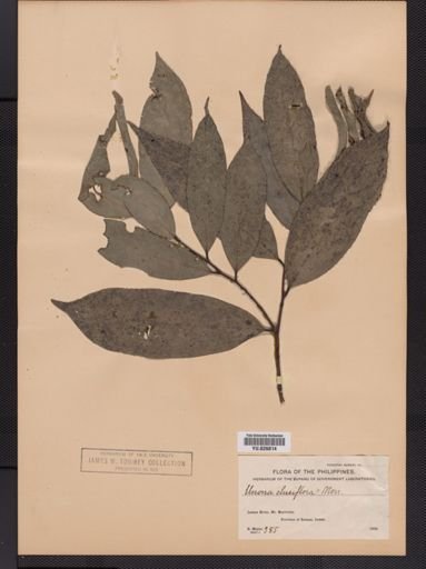Xylopia