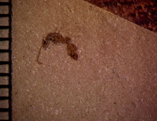 undet. Formicidae