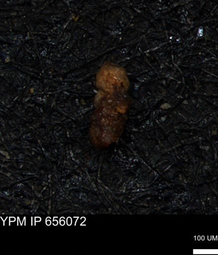 Ammobaculites euides
