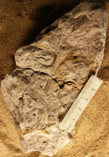 Fontainea grandifolia