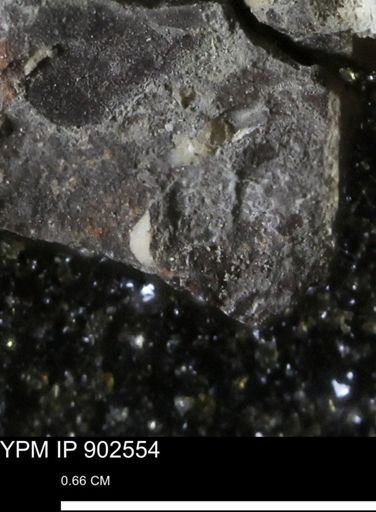 undet. Bivalvia