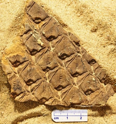 Lepidodendron sp.