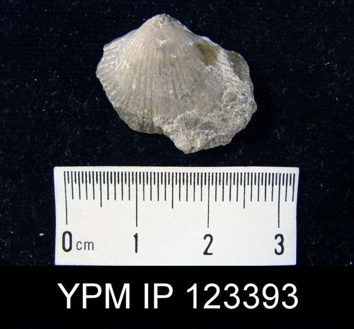 Rensselaeria sp.