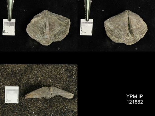 Mucrospirifer sp.