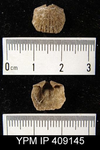 Glyptorthis sp.