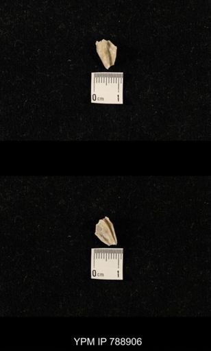 undet. Brachiopoda