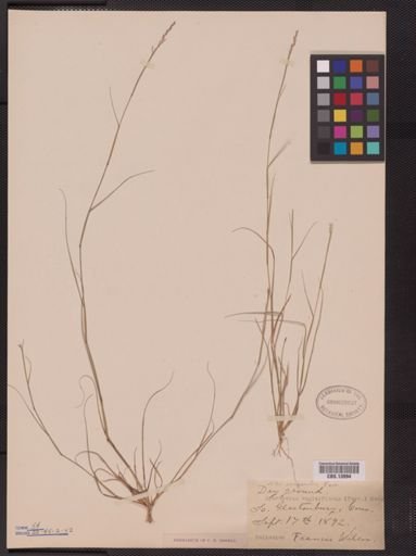 Sporobolus vaginiflorus