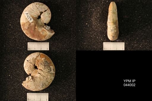 Hoploscaphites nicolletii