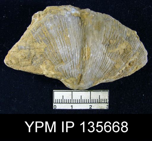 Spirifer sp.