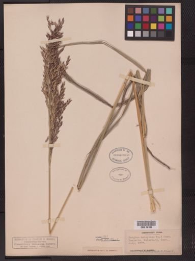 Sorghum halepense