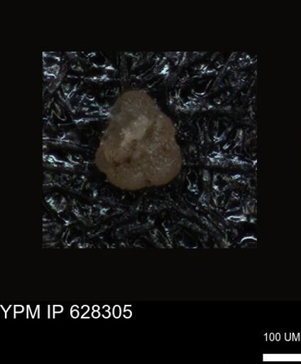 undet. Foraminiferida