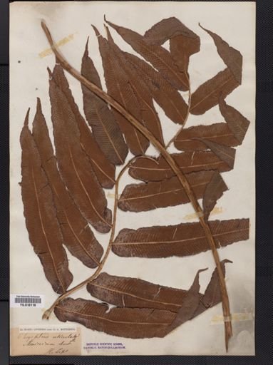 Dryopteris