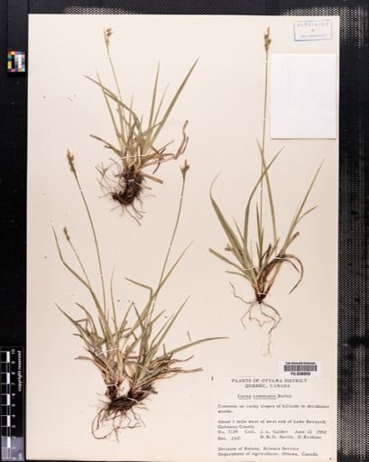 Carex communis