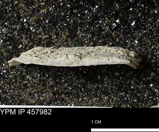 Strophodonta sp.