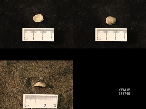 Marginifera wabashensis