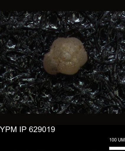 undet. Foraminiferida