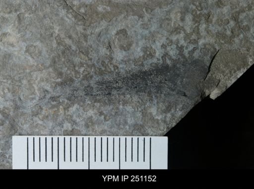 Cooksonia sp.