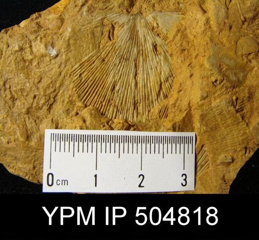 Strophodonta?