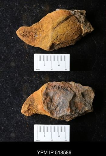 undet. Echinodermata