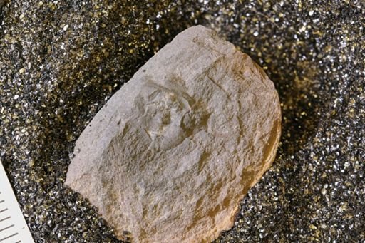 Euproops danae