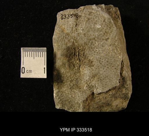 Proheliolites dubius