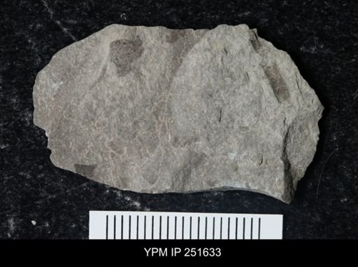 undet. Eurypterida