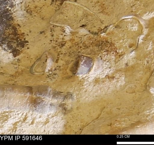 Serpulidae
