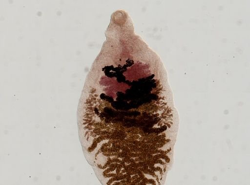 Dicrocoelium dendriticum