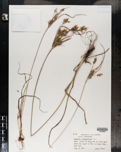 Cyperus schweinitzii