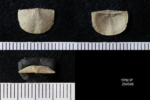 Chonetes sp.