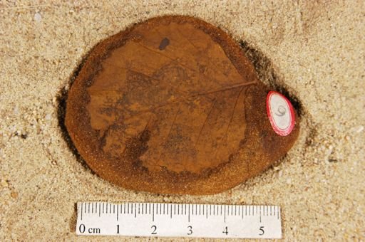 Betulites westii obtusus