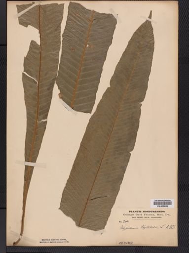 Polypodium
