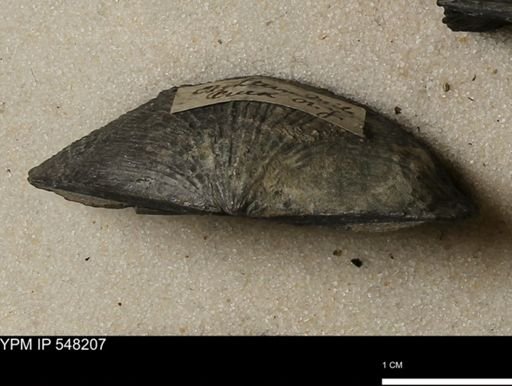 Stropheodonta demissa