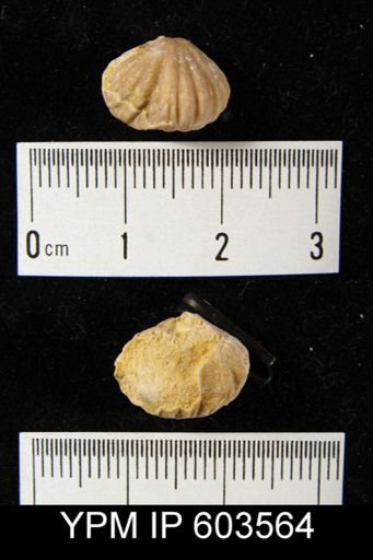 Pugnax pleurodon