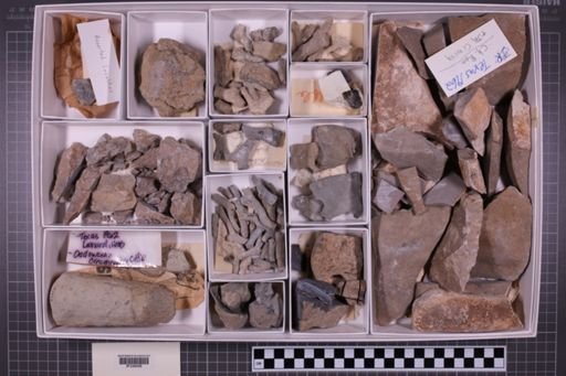 mixed taxa, stratigraphic collection