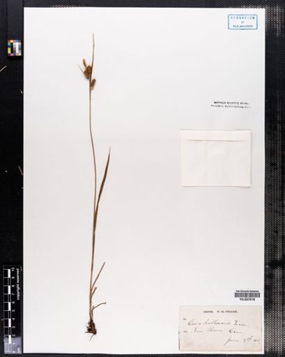 Carex pallescens