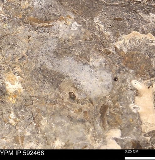 undet. Mollusca