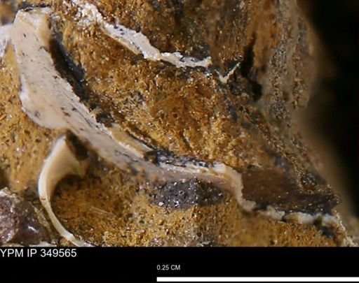 undet. Mollusca