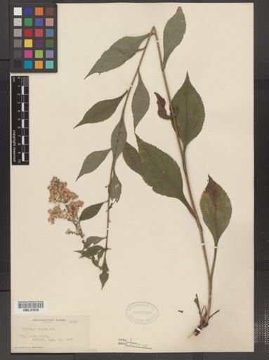 Solidago arguta