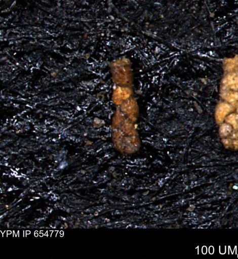 Ammobaculoides phaulus