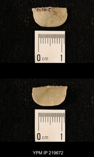Chonetes granulifer