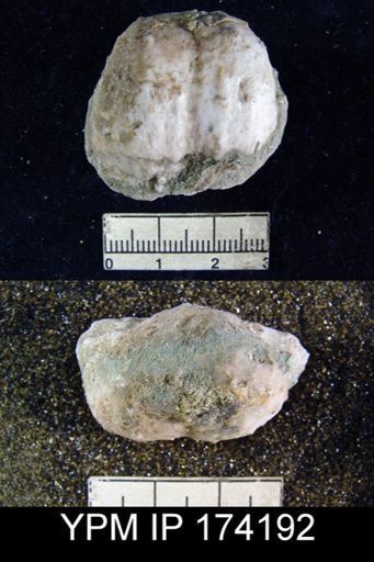 Dictyoclostus sp.